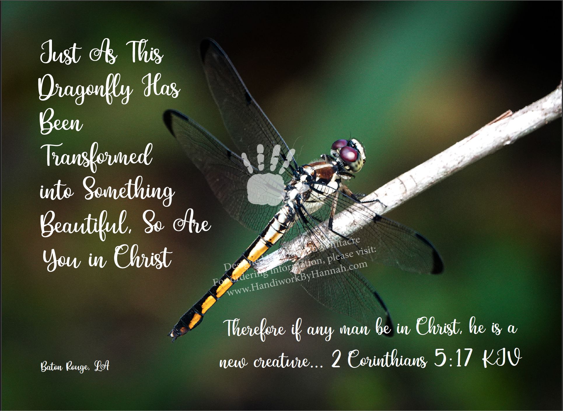 Featured image for “Dragonfly (CARD-0161)- 10 Cards”